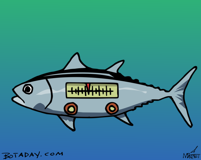 Tuner Fish